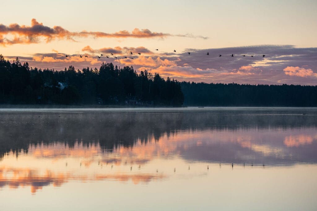 Muuttolintujen parvi lentää Littoistenjärven yläpuolella auringonnousun aikaan, sumu nousee järven pinnasta.