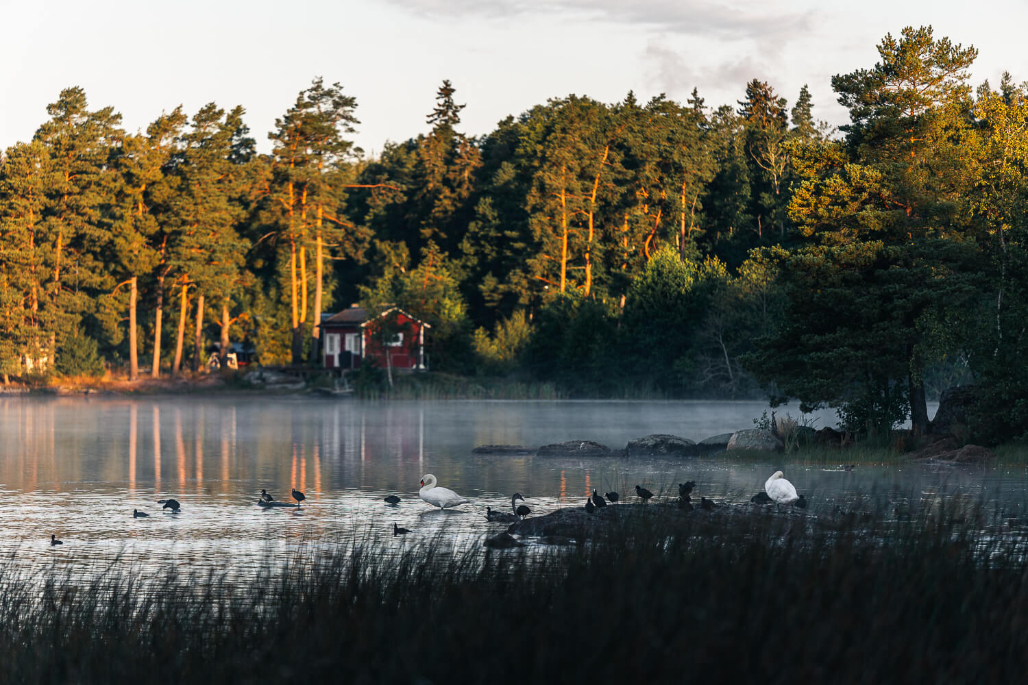 Joutsenet ja vesilinnut sumuisella Littoistenjärvellä aamun valossa, taustalla metsä ja punainen mökki.